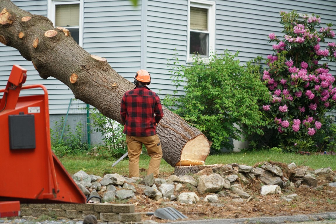 An image of Tree Removal Services in Johns Island, SC